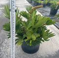 14" Zamia Furfuracea Cardboard Palm Sun Grown